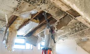 Why You Should Choose Our Mold Remediation Services in Evart, MI